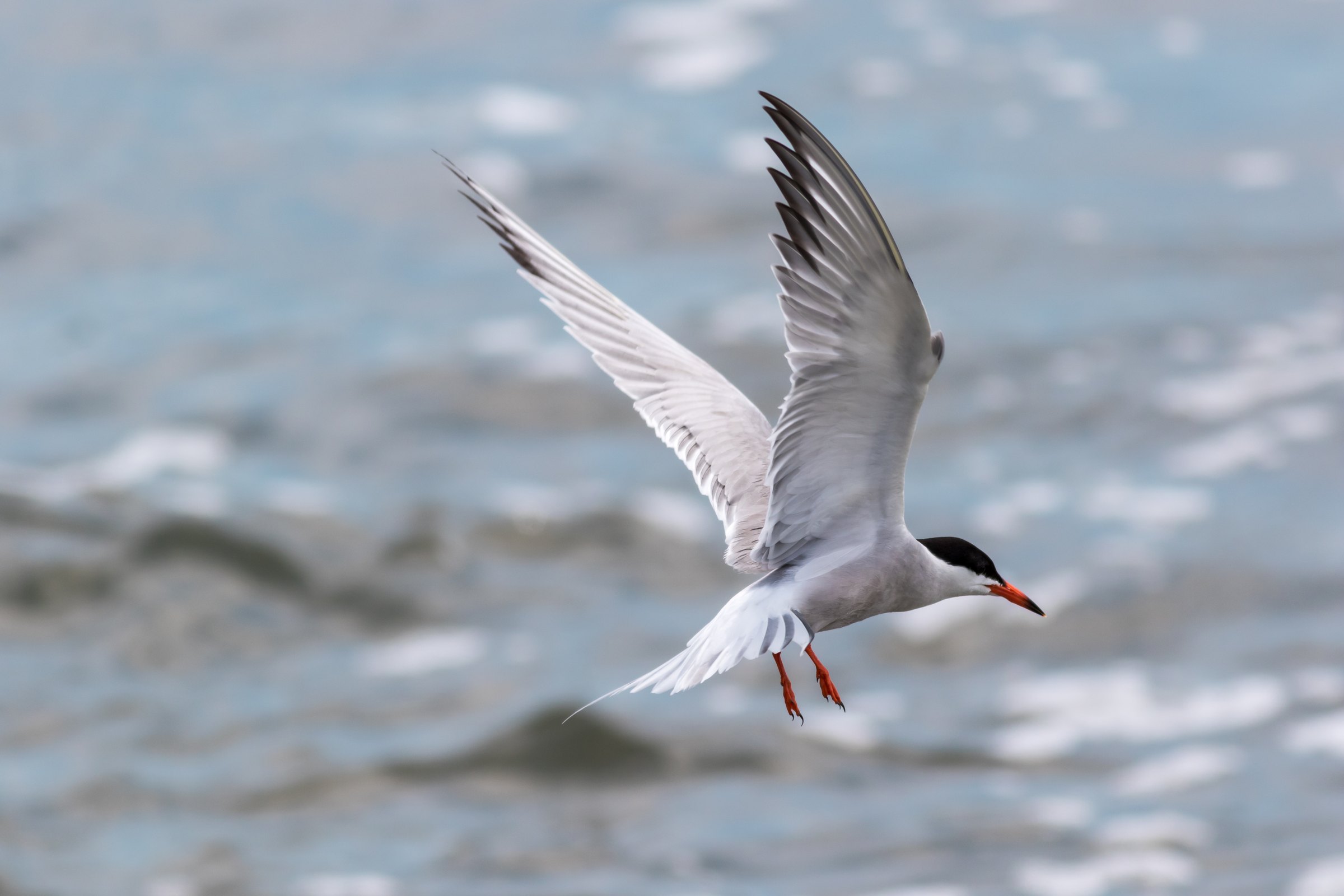 An Arctic tern in flight low over grey-blue sea water