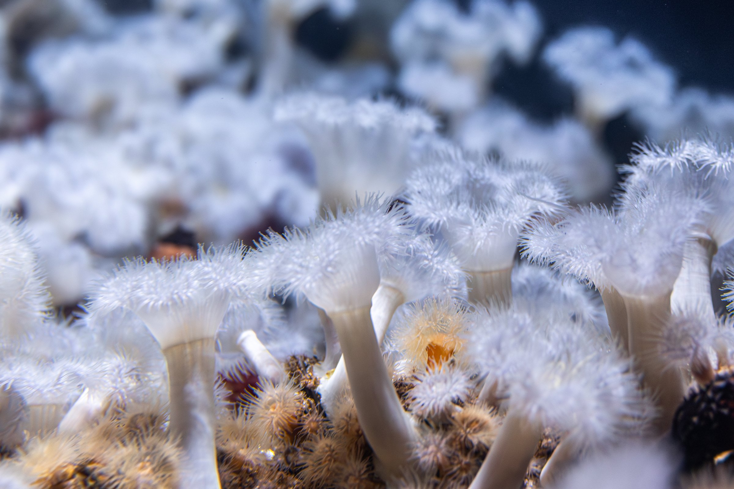 Dense field of white plumose anemones on a dark seabed