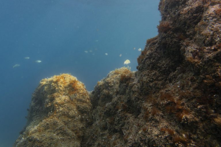 Rocky, algae-covered seabed rising out of deep blue water, with small fish in the distance